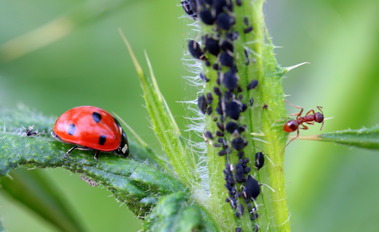 ladybug beetle coccinellidae free photo