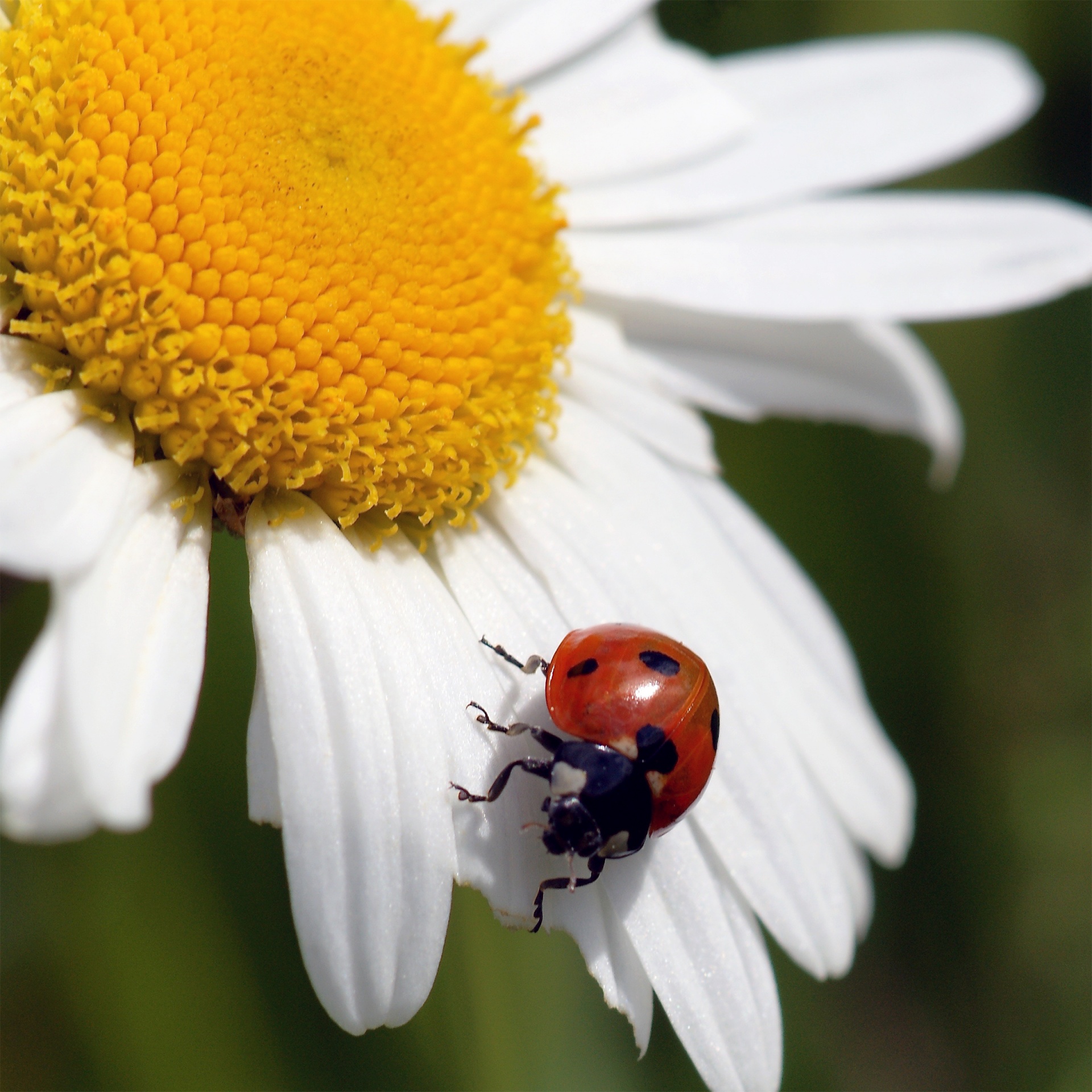 ladybug ladybird insect free photo