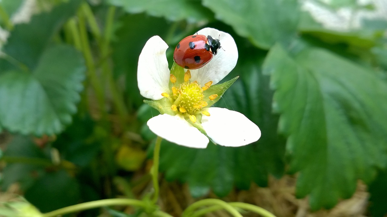 ladybug strawberry green free photo