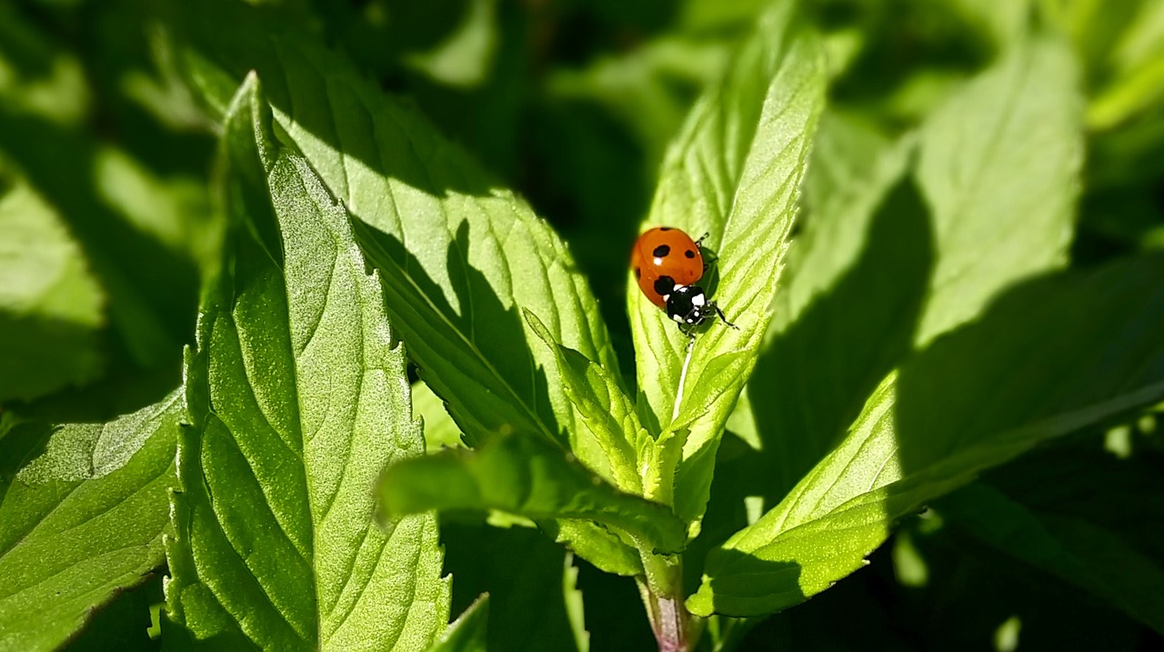 ladybug mint leaves free photo
