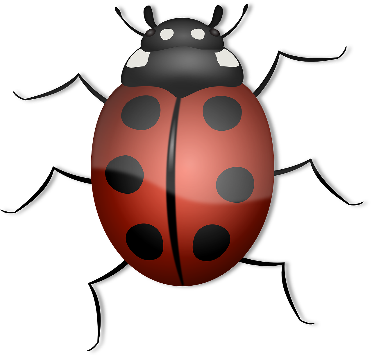 ladybug animal beetle free photo