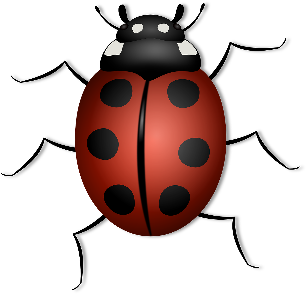 ladybug animal beetle free photo