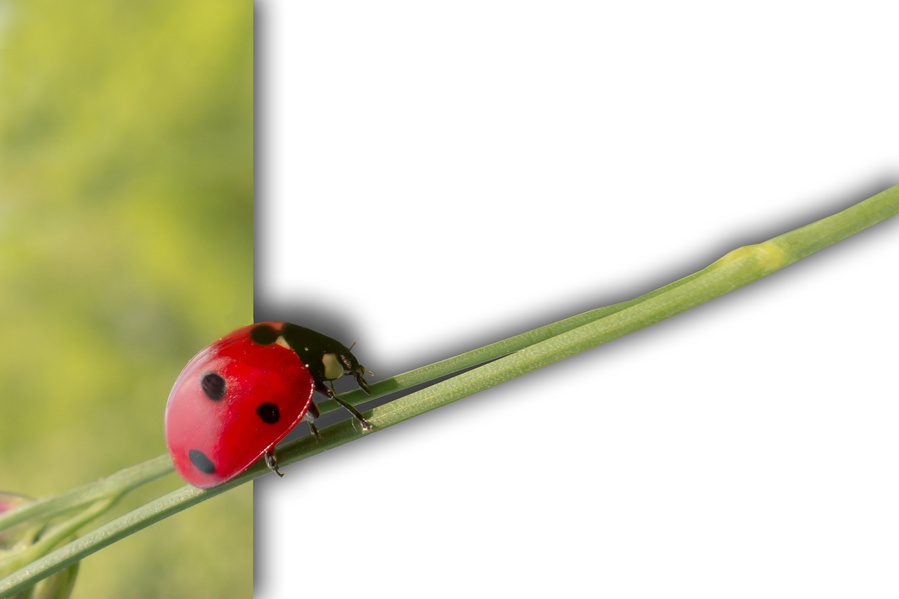 ladybug isolated crawl free photo