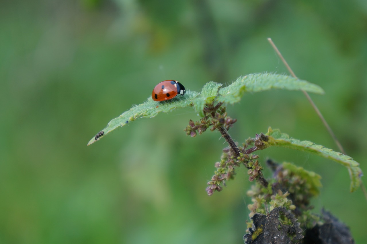 ladybug leaf green free photo