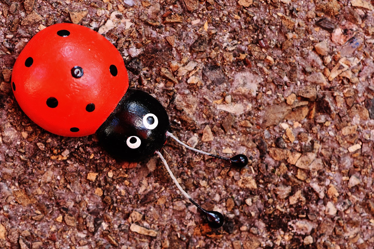 ladybug wood greeting card free photo