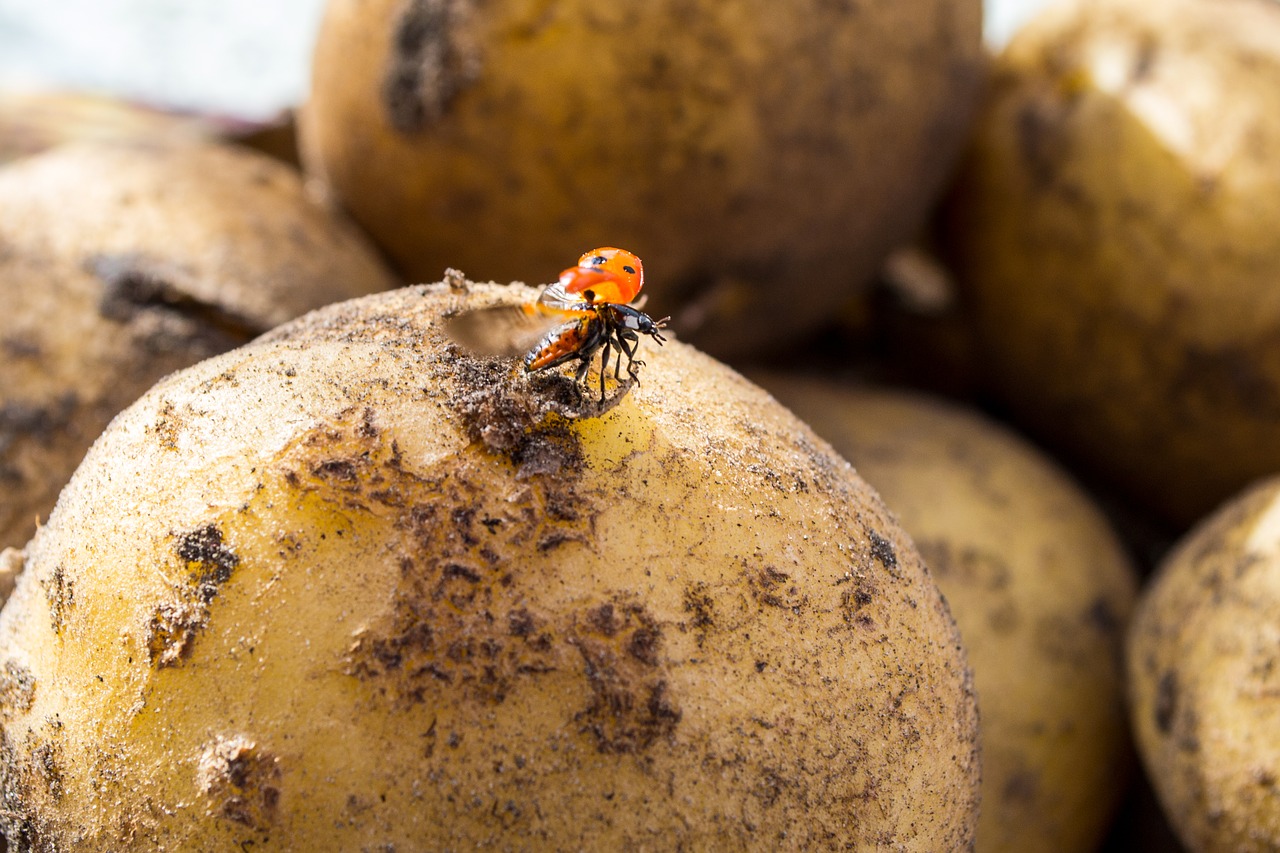 ladybug potato fly free photo