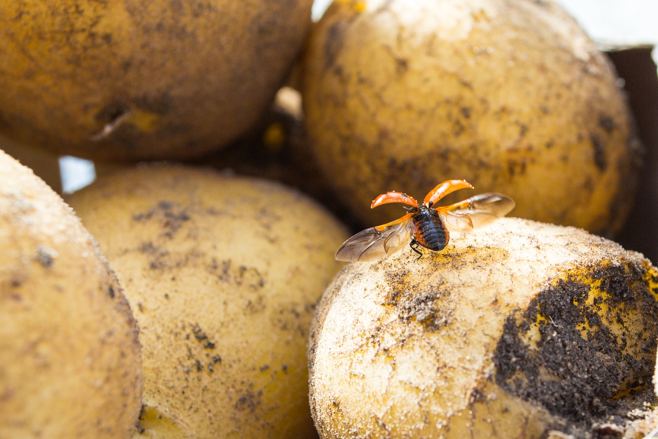 ladybug potato fly free photo