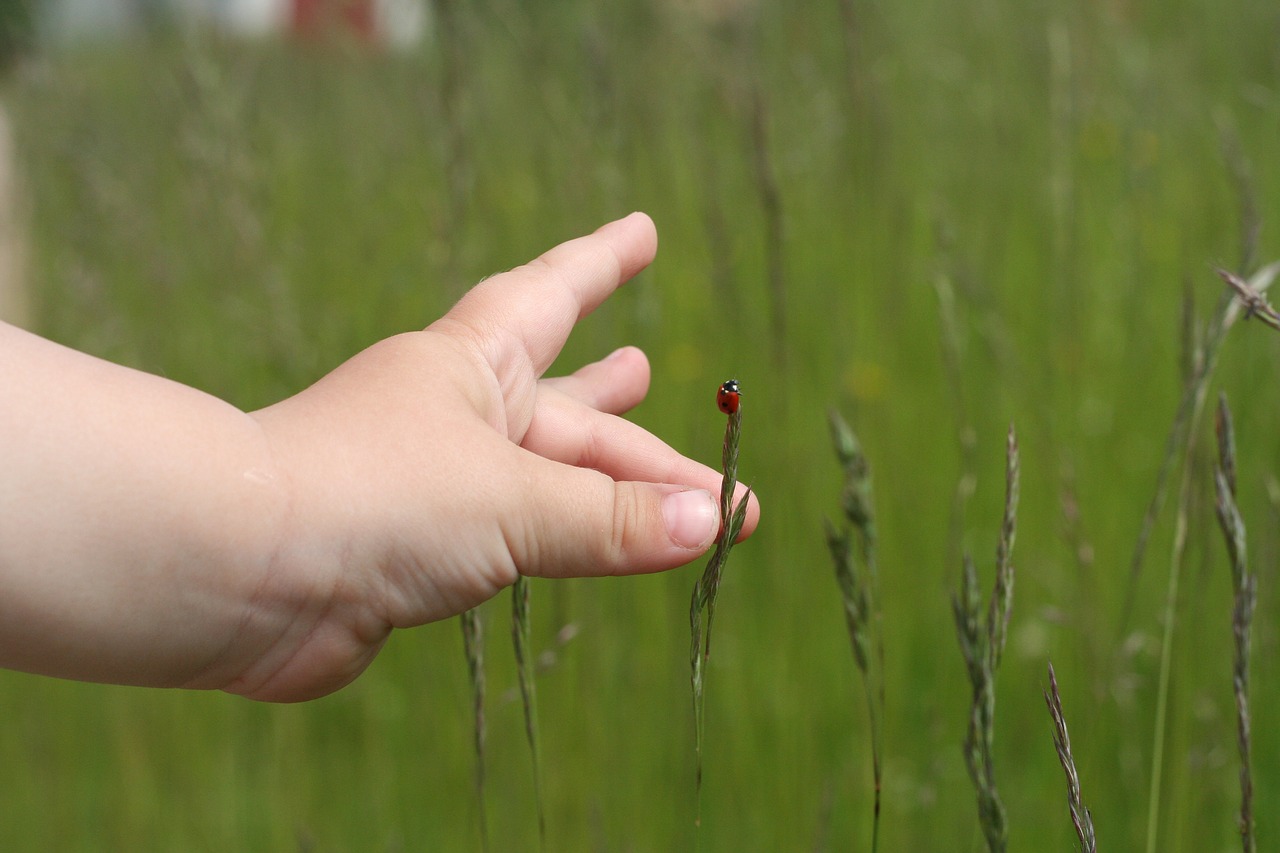 ladybug grass green free photo