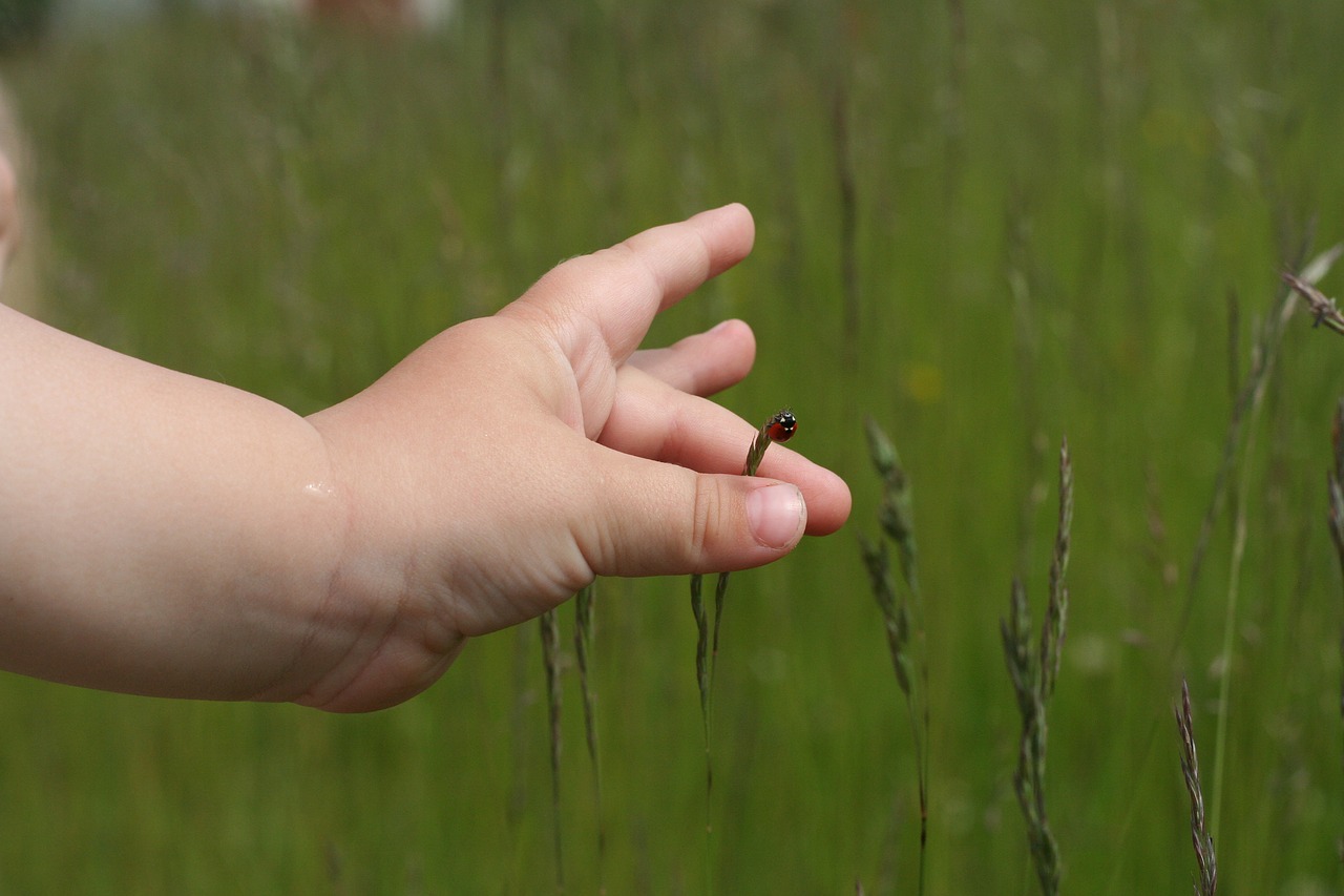 ladybug grass green free photo