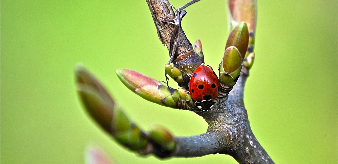ladybug branch insect free photo