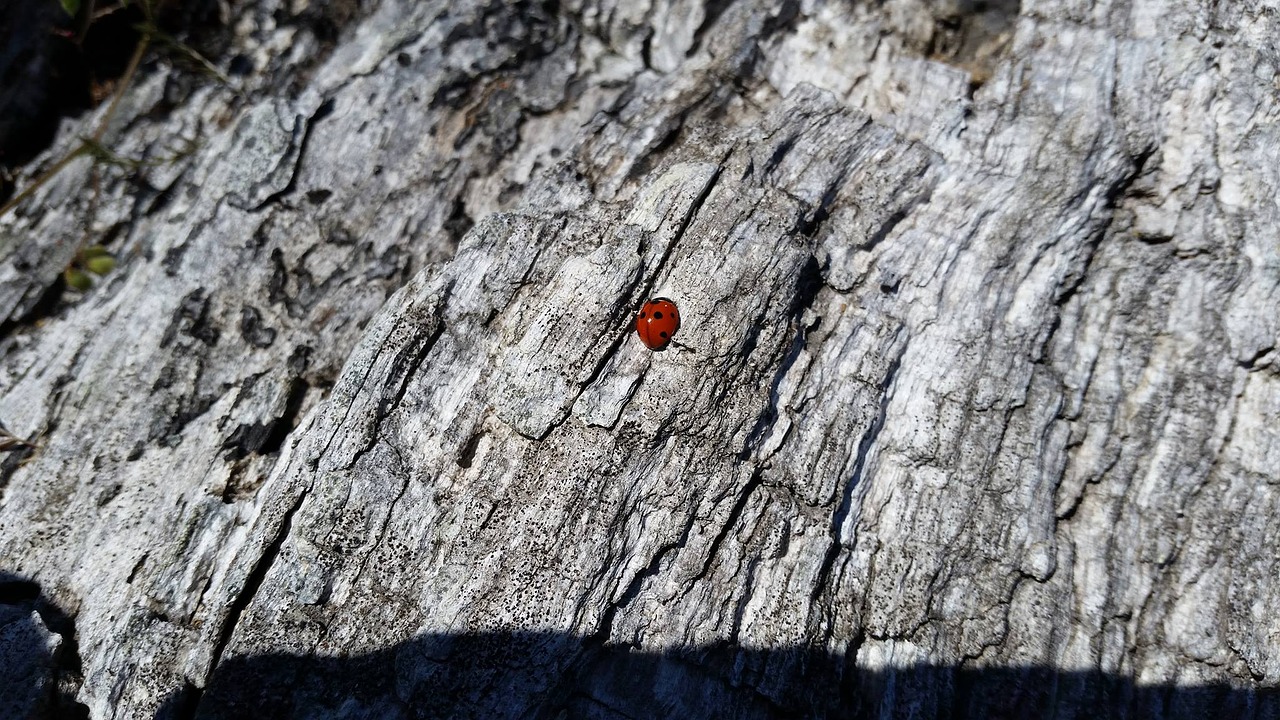 ladybug insect bug free photo