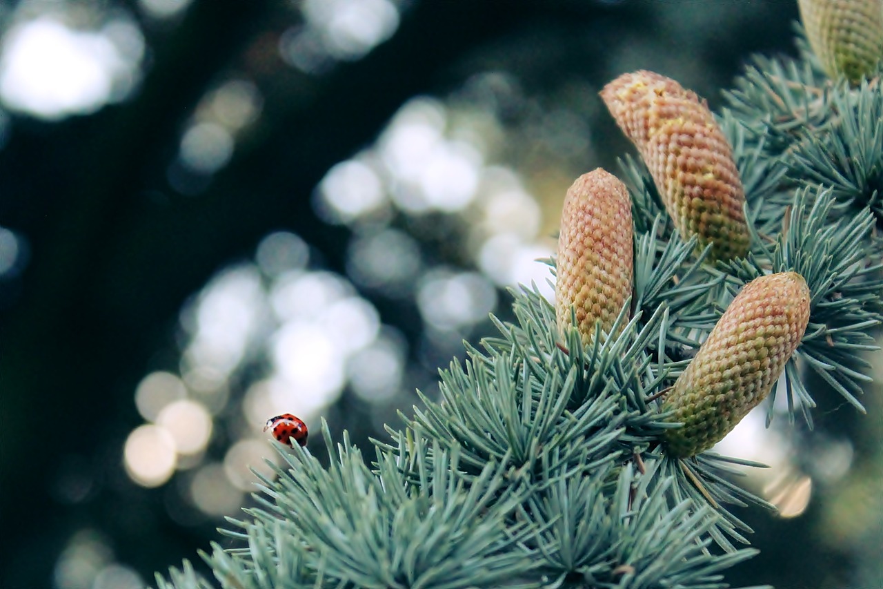 ladybug silver fir fir free photo