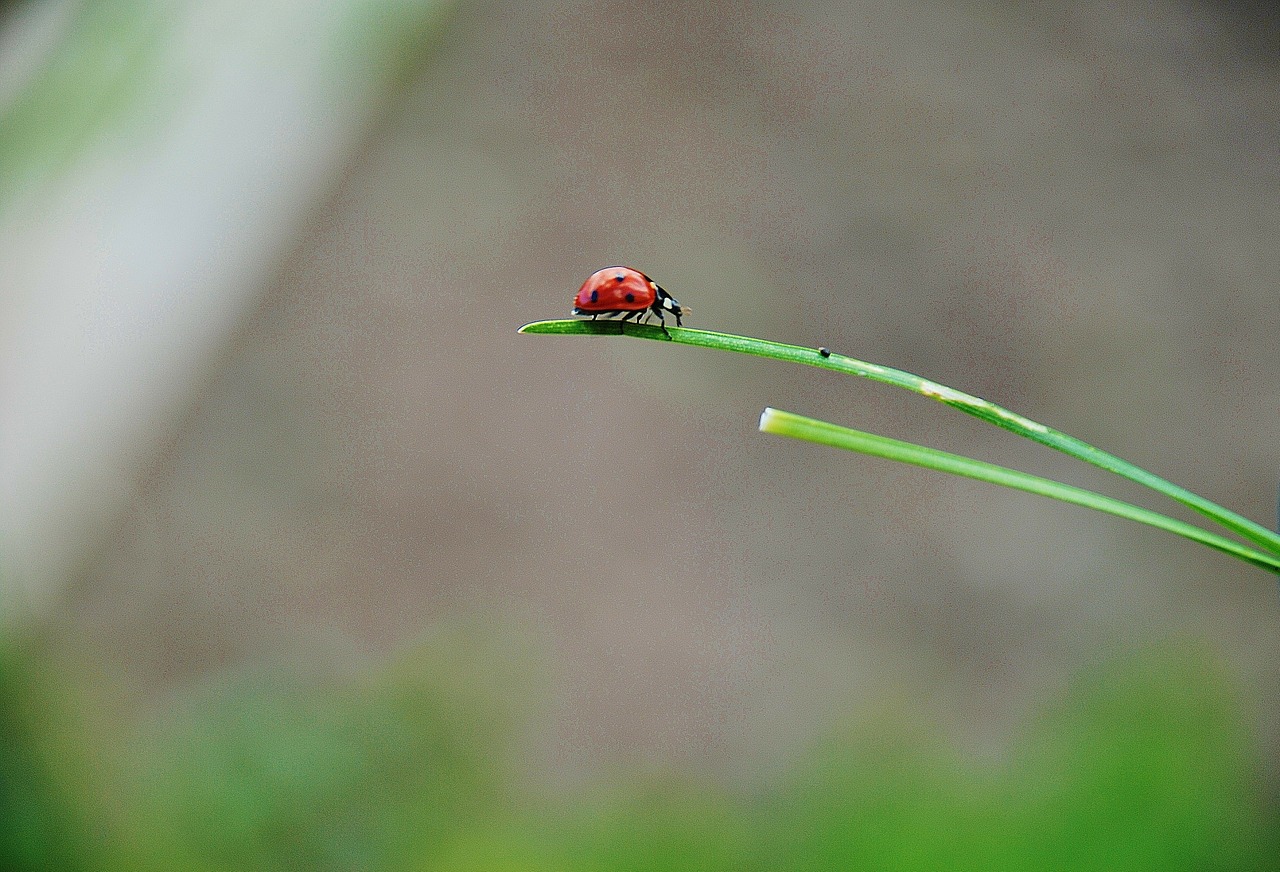 ladybug spring ladybugs free photo