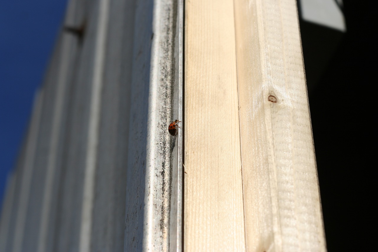 ladybug door metal free photo