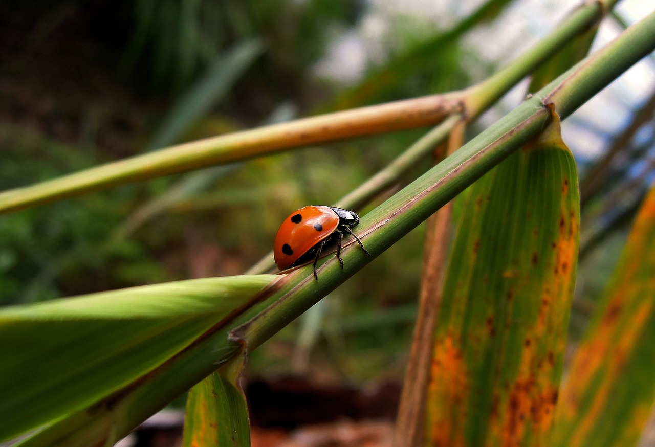 ladybug insect animal free photo