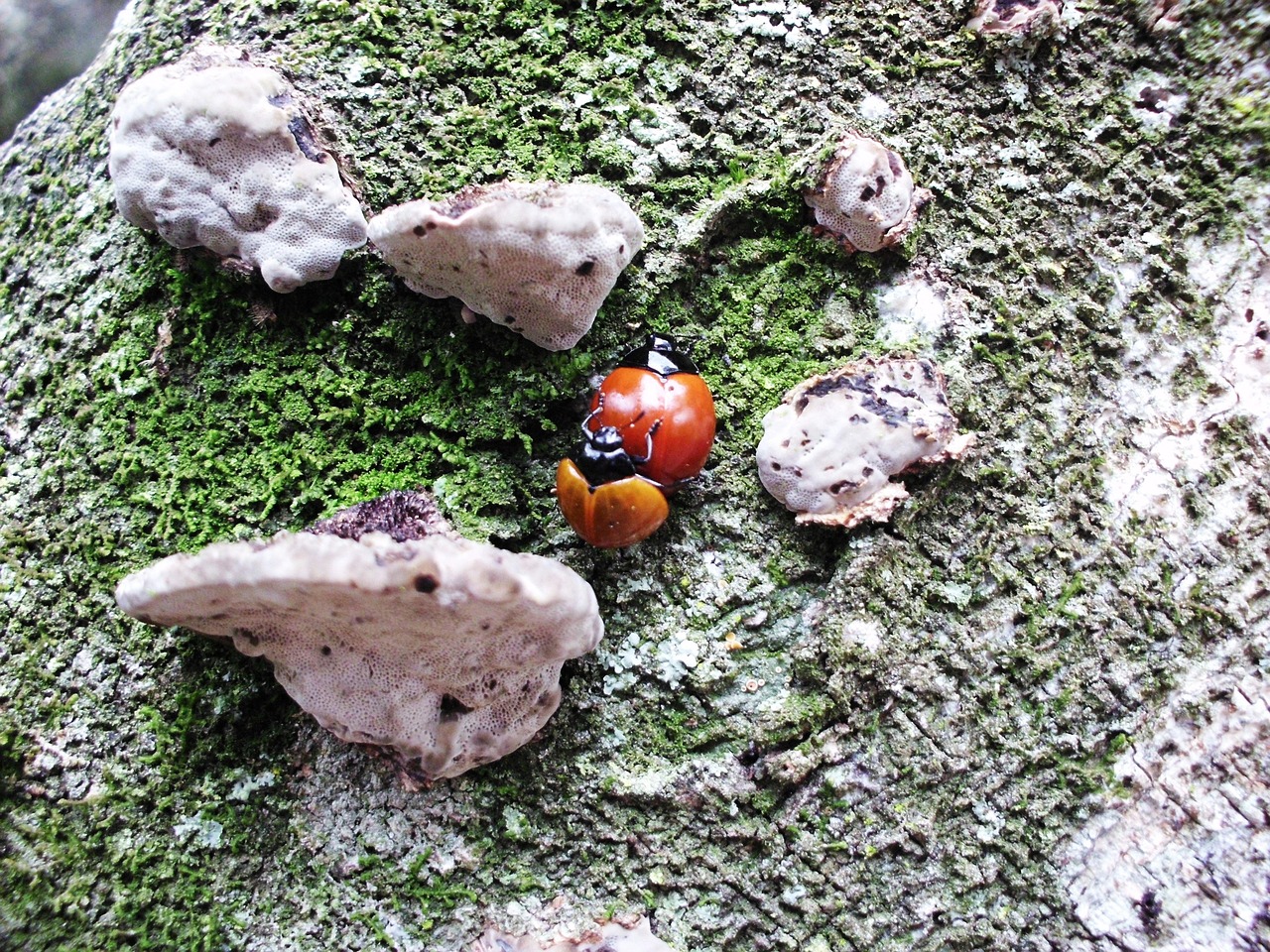 ladybug beetle insect free photo