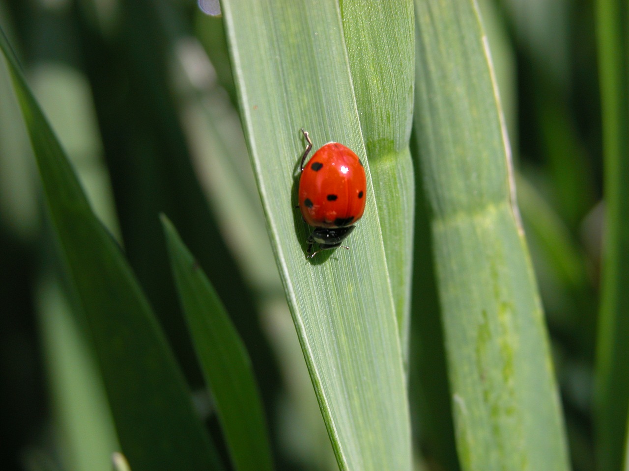 ladybug insect field free photo