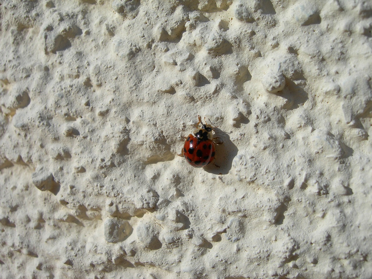 ladybug insect beetle free photo