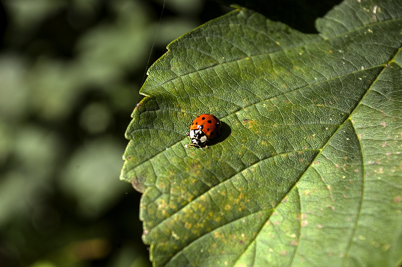 ladybug nature insect free photo