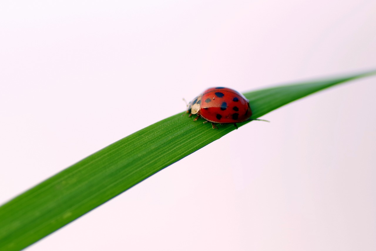 ladybug grass insect free photo