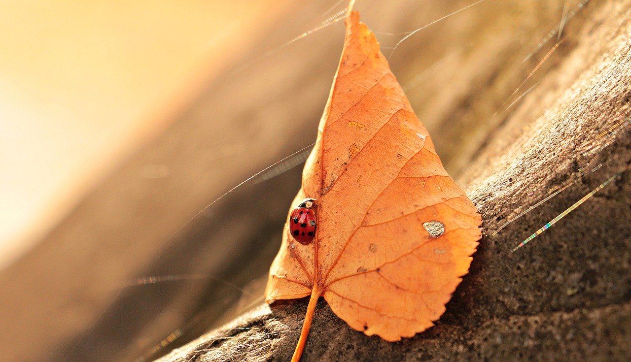 ladybug leaves foliage leaf free photo