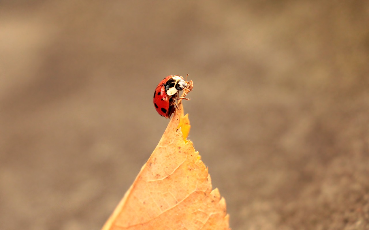 ladybug leaves foliage leaf free photo