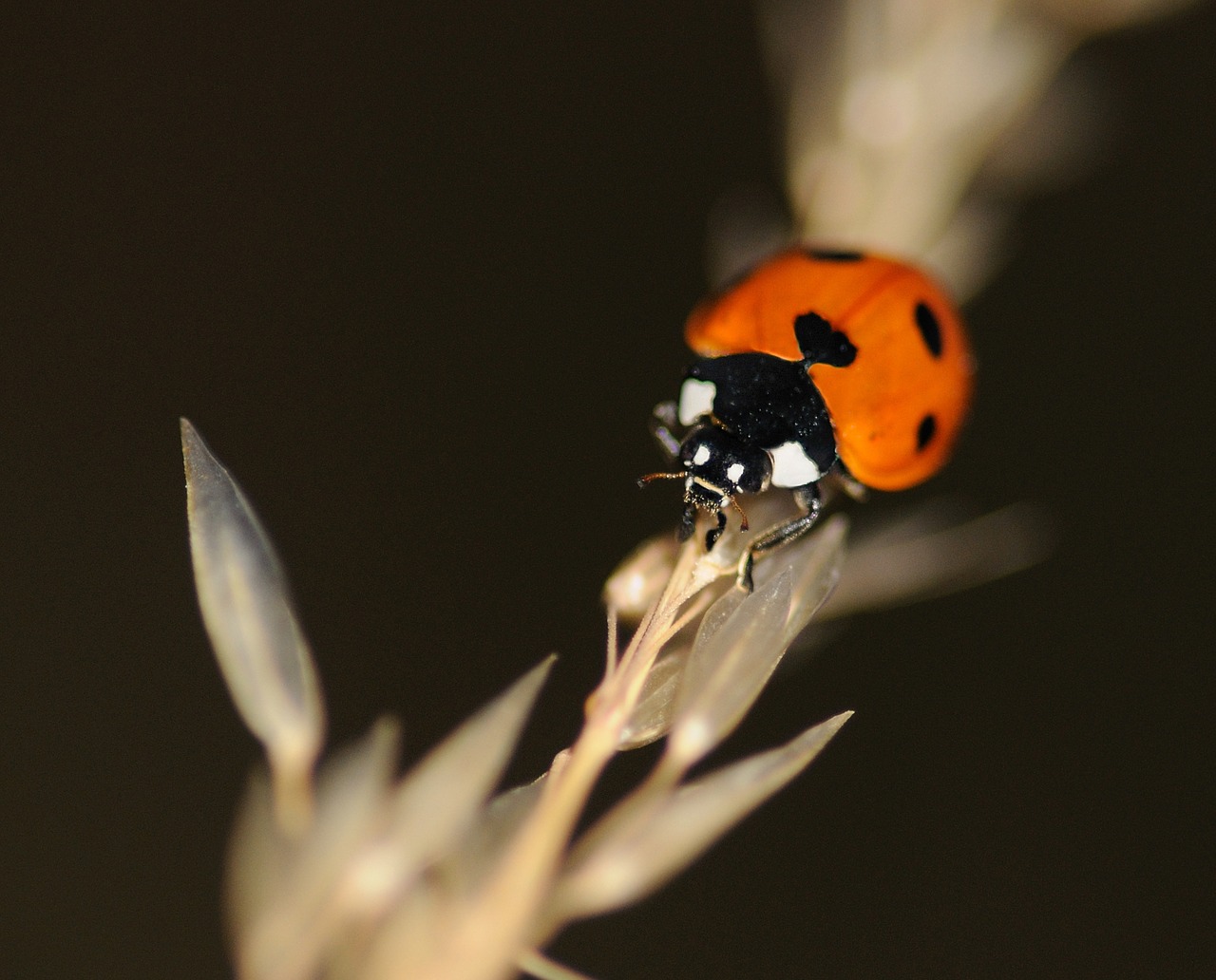 ladybug insect macro free photo