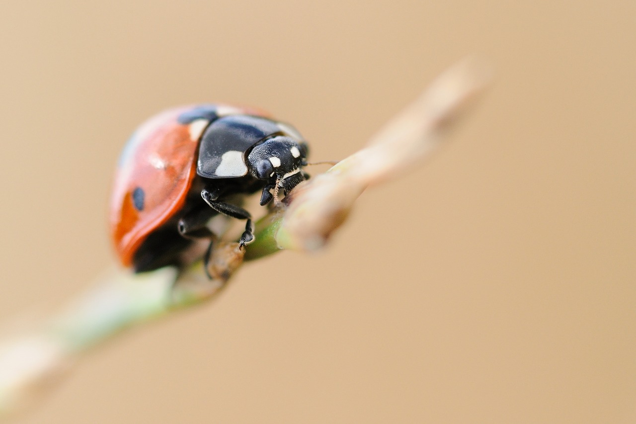 ladybug insect macro free photo