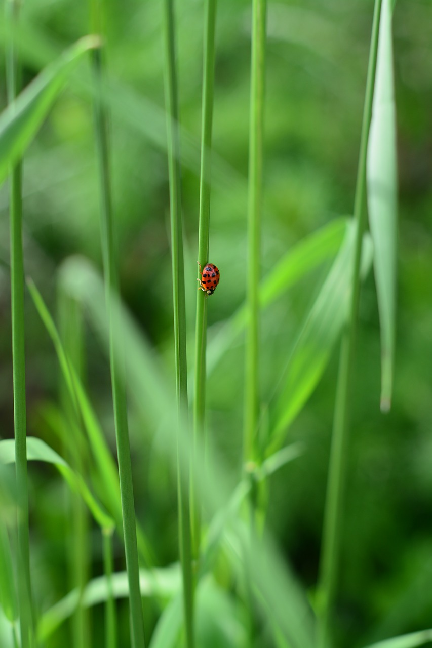 ladybug green nature free photo