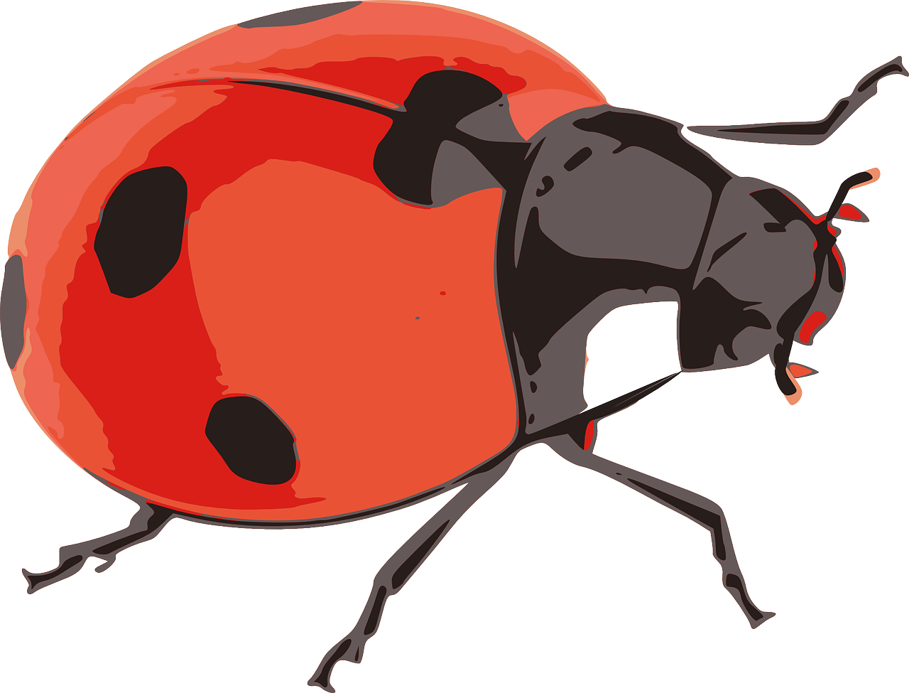 ladybug red insect free photo