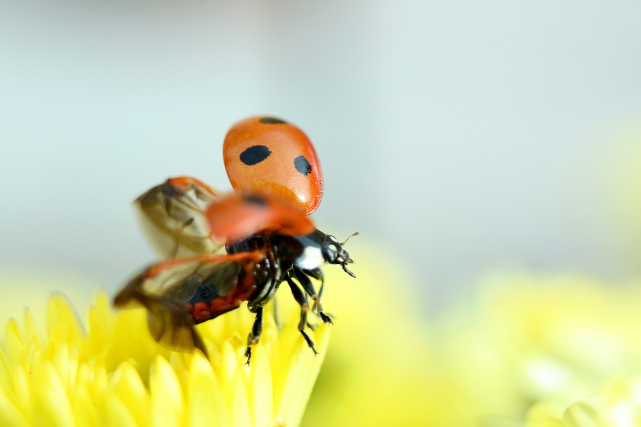 ladybug insect nature free photo