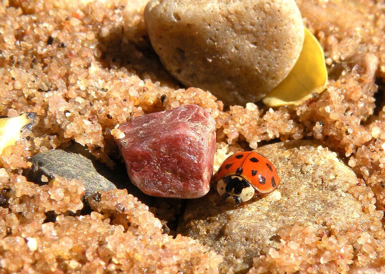 ladybug close up macro free photo