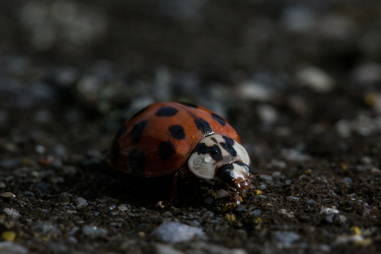 ladybug coccinellidae domed free photo