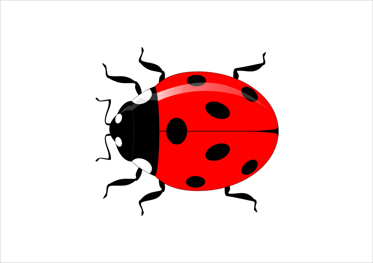 ladybug insect vector free photo