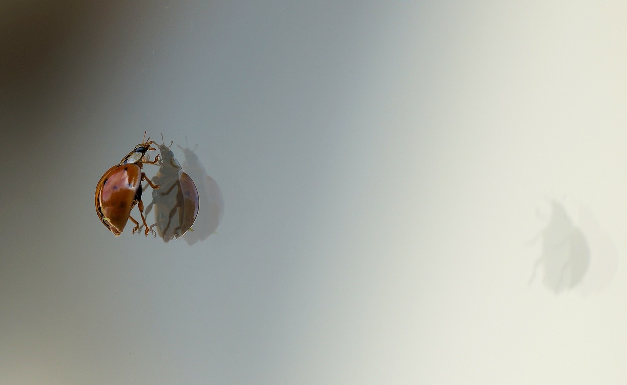 ladybug beetle reflection free photo