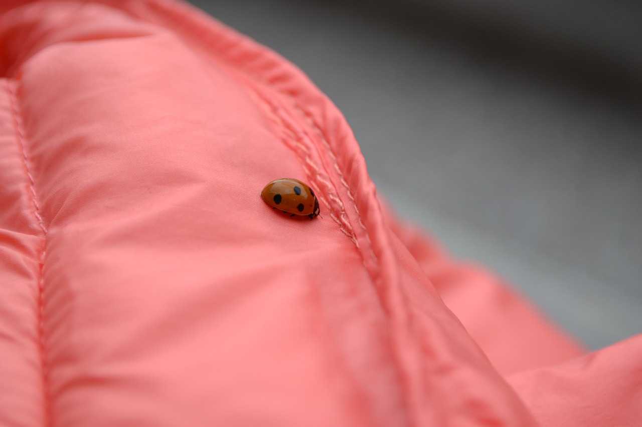 ladybug jacket detail free photo