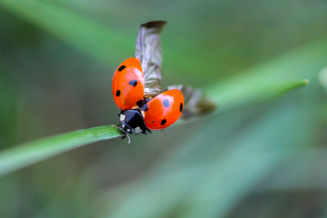 ladybug beetle nature free photo