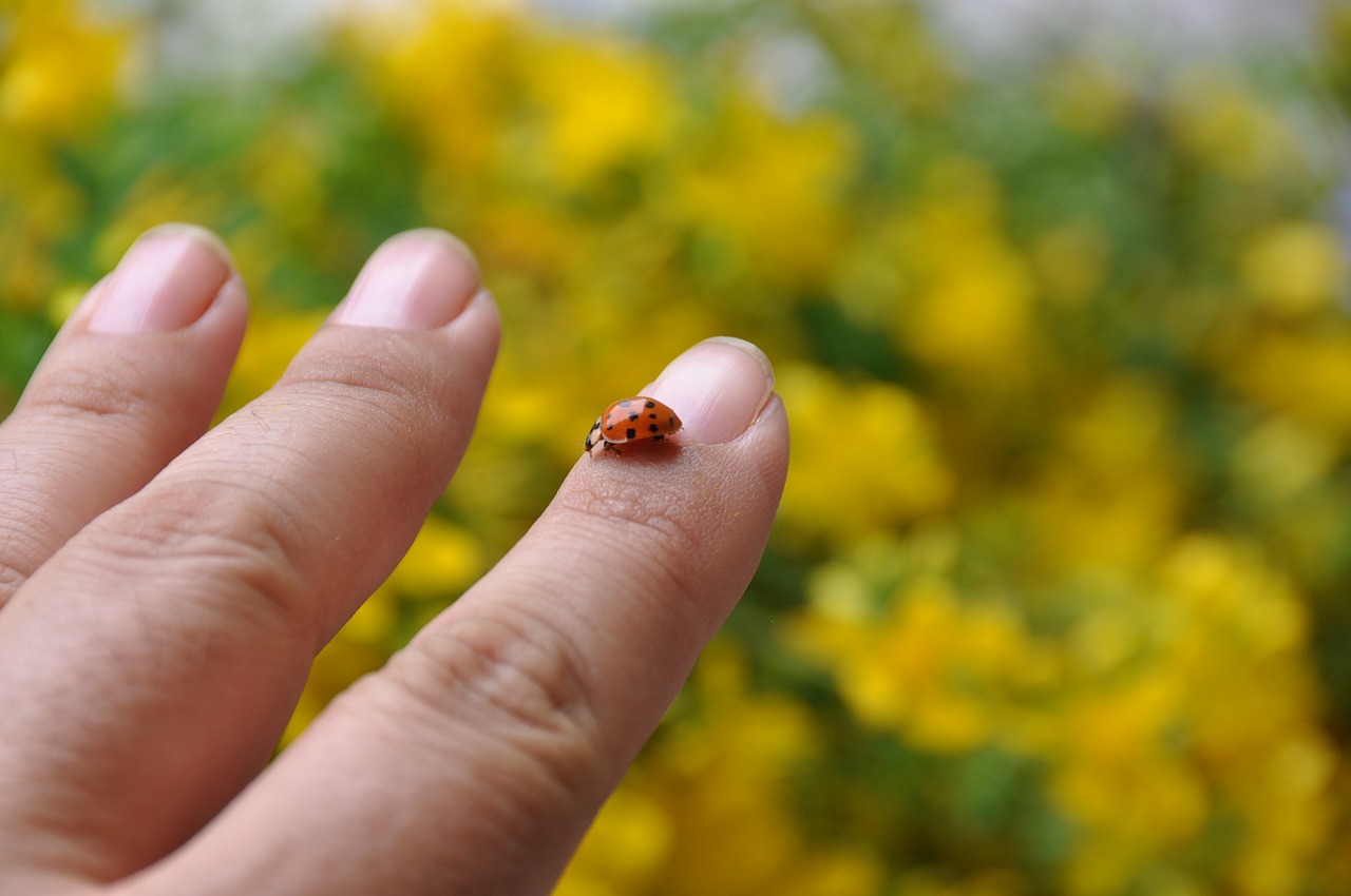 ladybug yellow hand free photo