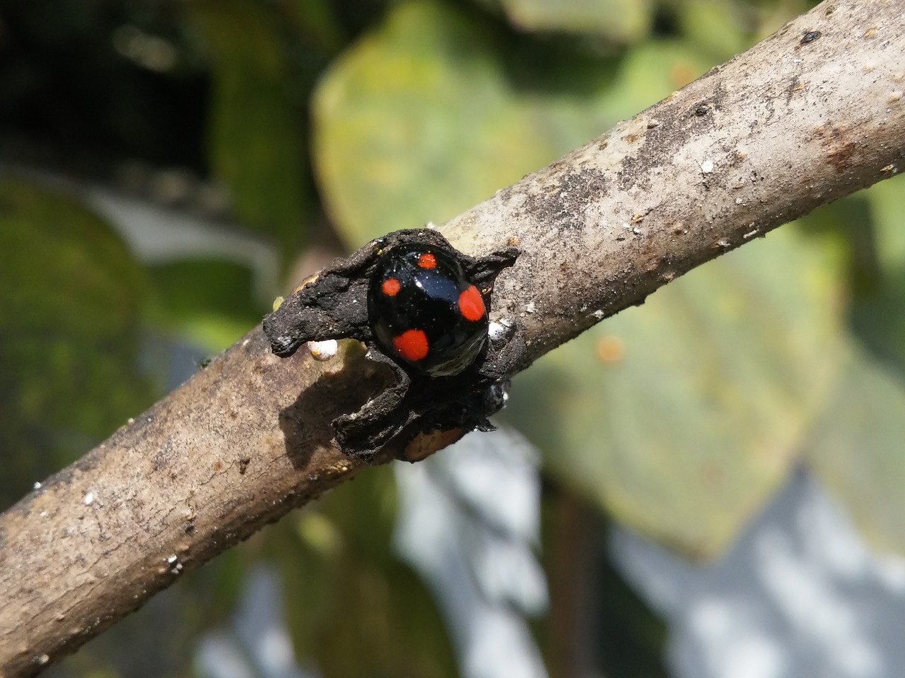 ladybug nature beetle free photo