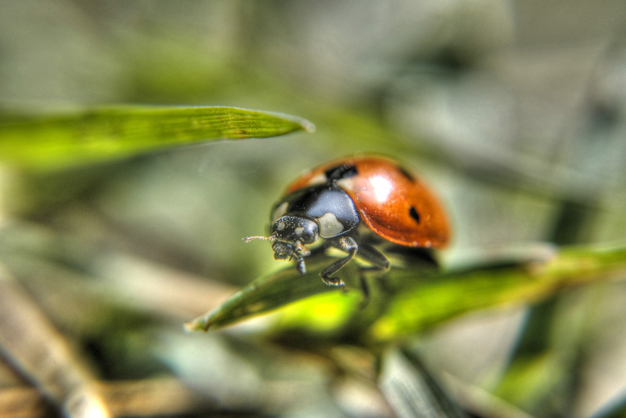 ladybug insect grass free photo