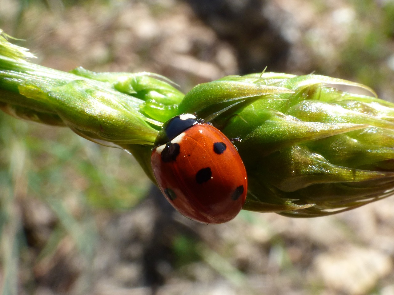 ladybug asparagus detail free photo