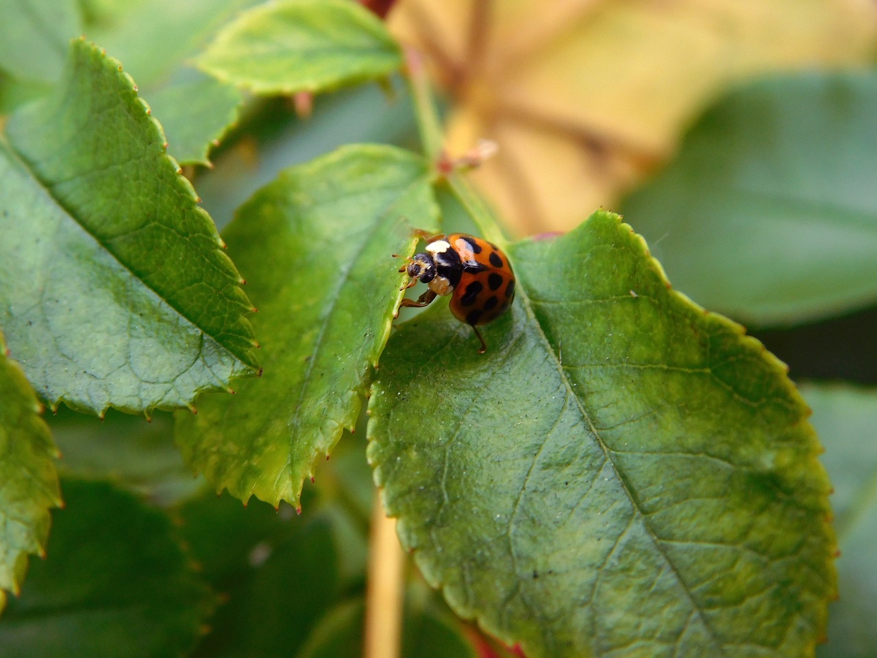 ladybug lucky charm luck free photo