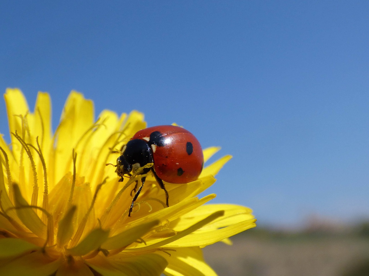 ladybug flower dandelion free photo