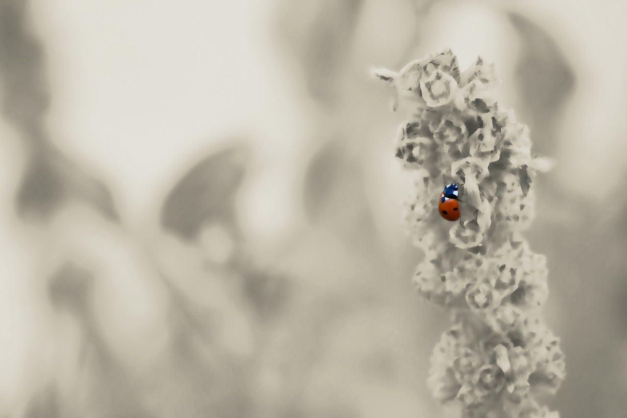 ladybug garden insect free photo