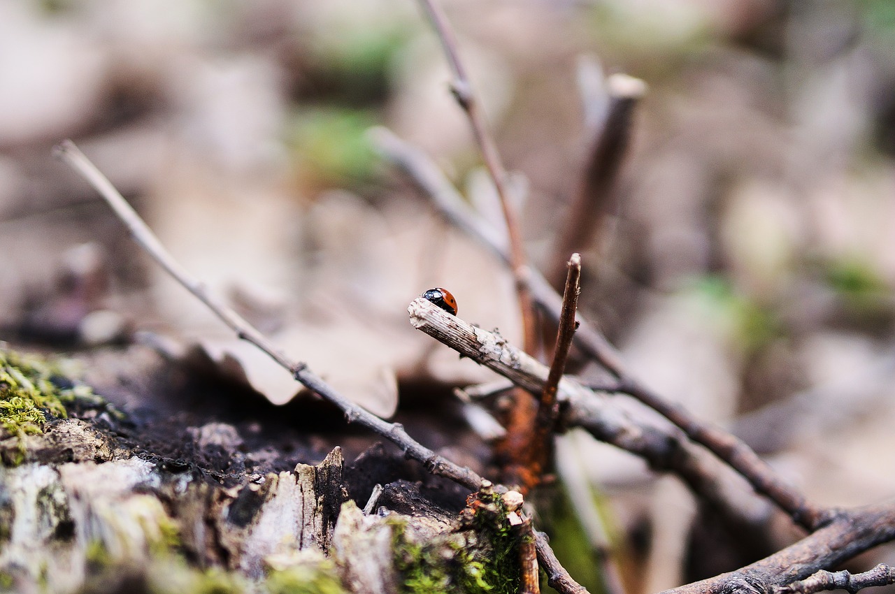 ladybug bokeh insects free photo