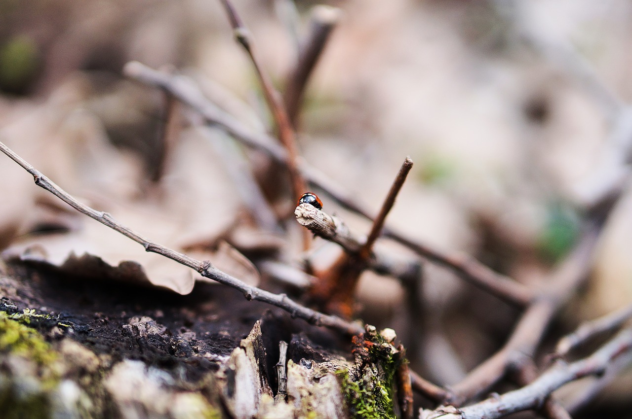 ladybug bokeh insects free photo