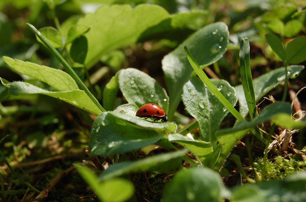 ladybug green garden free photo