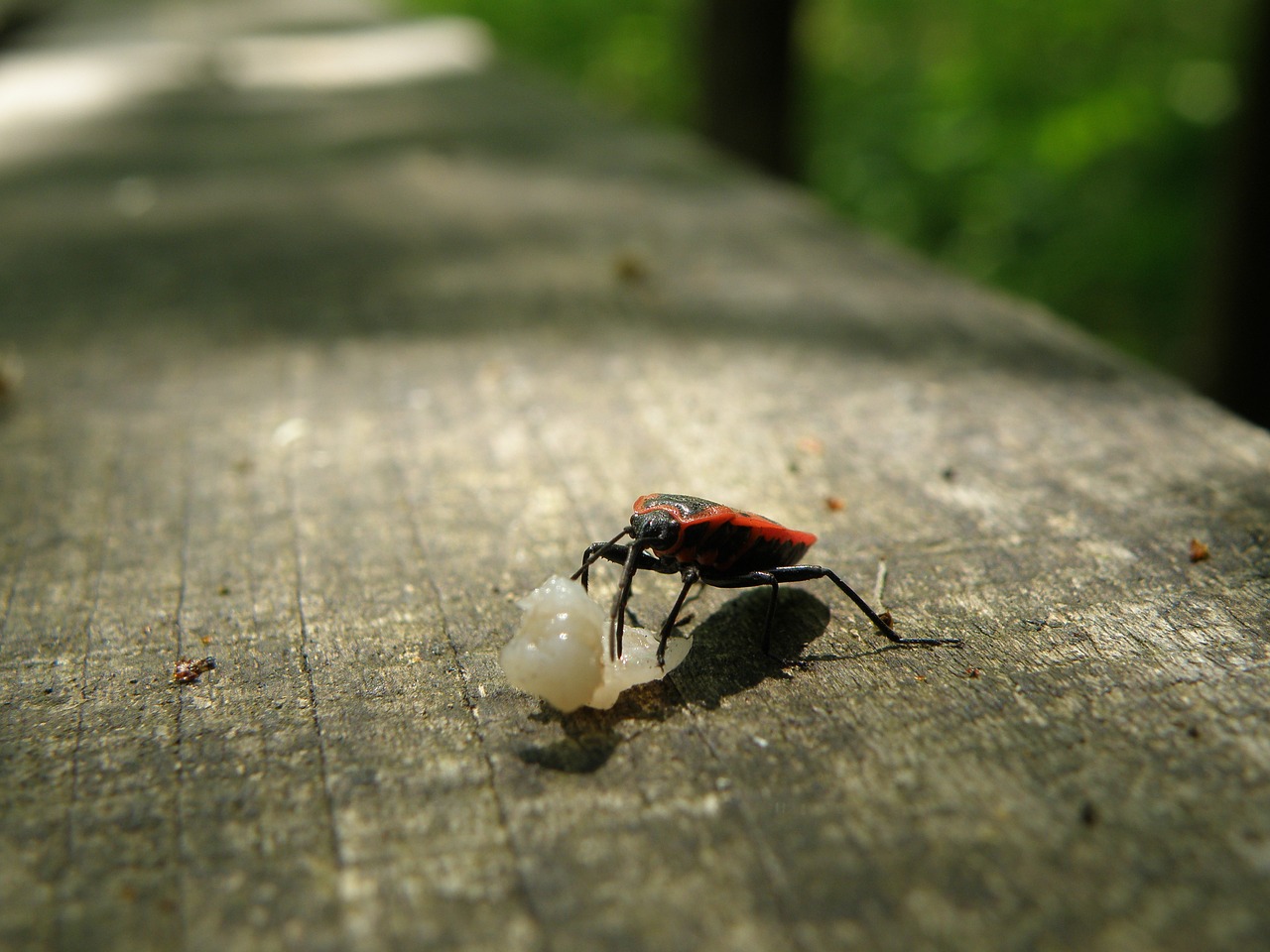 ladybug macro error free photo