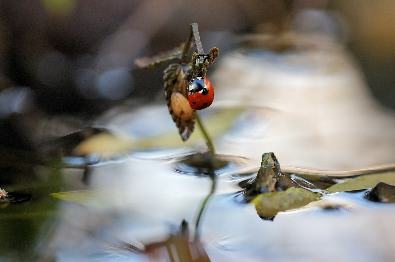 ladybug autumn water free photo