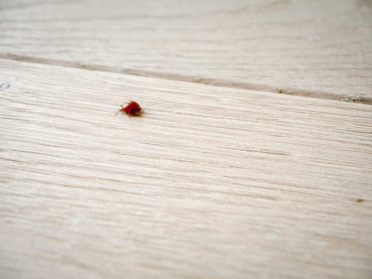 ladybug wood ground free photo